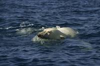 Кадр Мишка на севере