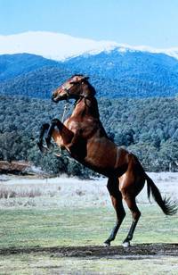 Кадр Мельбурнский кубок