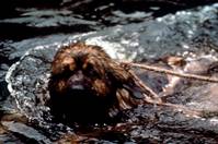 Кадр Зов предков