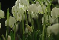 Кадр Зеленая Вселенная