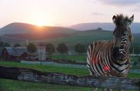 Кадр Бешеные скачки