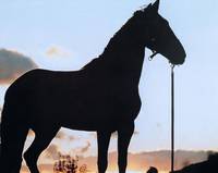 Кадр Черный красавчик