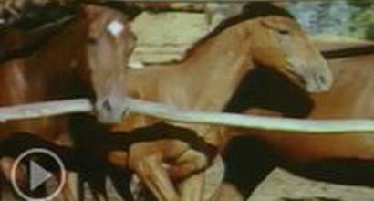 Телевизионный ролик 