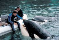 Кадр Освободите Вилли 3: Спасение