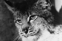 Кадр Тропой бескорыстной любви