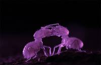 Кадр Осажденная крепость