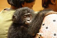 Кадр Бонобо