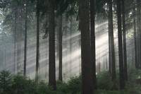 Кадр Зеленая Вселенная