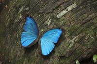 Кадр Амазония: Инструкция по выживанию 3D