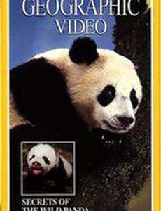 Secrets of the Wild Panda