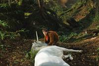 Кадр Мерлин