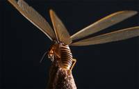 Кадр Осажденная крепость