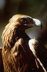 Кадр Повелитель зверей