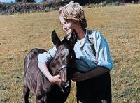 Кадр Черный красавчик