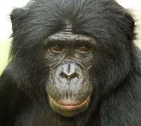 Кадр Бонобо