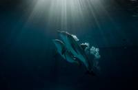 Кадр История дельфина 2