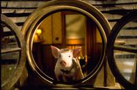 Кадр Бэйб: Поросенок в городе