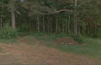 Кадр И на камнях растут деревья