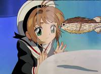 Кадр Сакура – собирательница карт