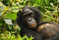 Кадр Бонобо