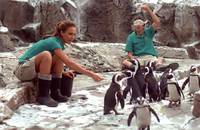 Кадр Удачи, Чак!