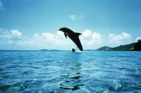 Кадр Голубая бездна