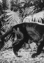 Sean Naegeli фото