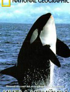 Киты-убийцы