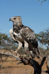 Кадр Сурикаты