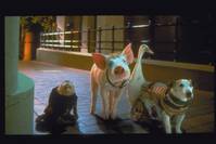 Кадр Бэйб: Поросенок в городе