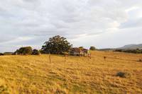 Кадр Дерево