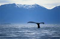 Кадр Океаны