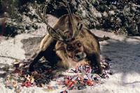 Кадр Санта Клаус 2