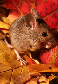 Кадр Зеленая Вселенная