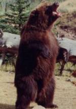 медведь Броди фото