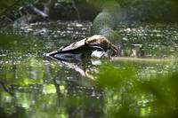 Кадр Робин Гуд