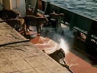 Кадр Полосатый рейс