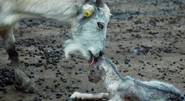 Кадр из фильма "Четырежды" - 2