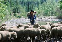 Кадр Горбатая гора