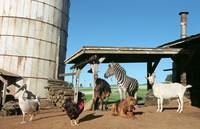 Кадр Бешеные скачки