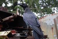 Кадр Воронье