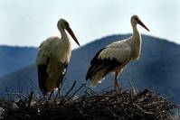 Кадр Возвращение аистов