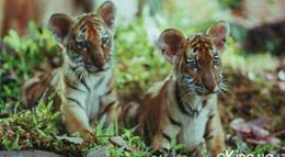 Кадр из фильма "Два брата" - 1