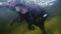 Кадр из фильма "Земля" - 1