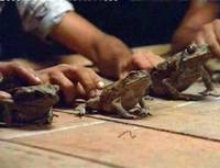 Кадр Зеленый ад