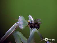 Кадр Букашки! 3D