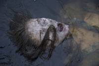 Кадр Вымирающая порода