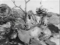 Кадр Стрекоза и муравей