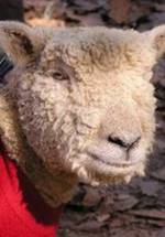 Джезибель фото