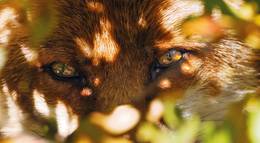 Кадр из фильма "Девочка и лисенок" - 1